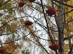 -黑龙江省森林植物园
