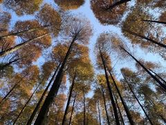 -山王坪喀斯特国家生态公园