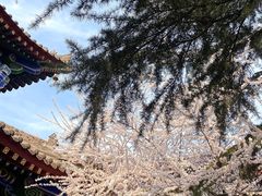 -西安市广仁寺