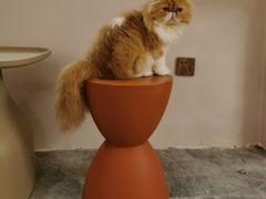 -More Fun猫咖 二十只万元加菲主题