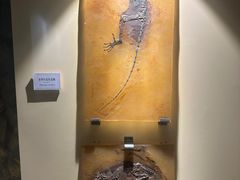 -辽宁古生物博物馆