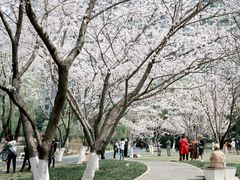 -西北湖绿化广场