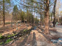 -白水寺森林公园