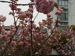 android_upload_pic-高东镇樱花园