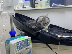 -成都民大动物医院