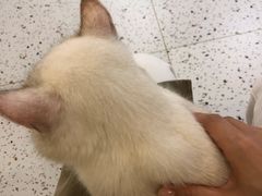-猫域·湾主题猫咖·宠物吧(南坪城市广场店)