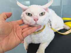 -爱洗澡的猫(望京店)
