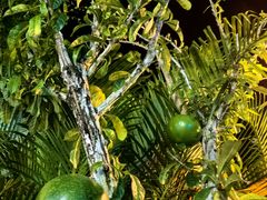 -三亚海棠湾万丽度假酒店