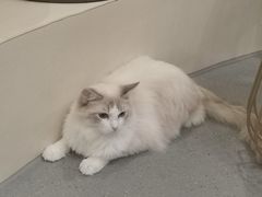 -飞行喵MR PILOT|猫舍·猫咖(静安大融城店)