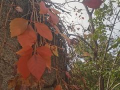 -天津盘山风景名胜区