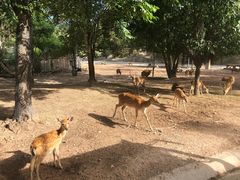 -清迈夜间动物园