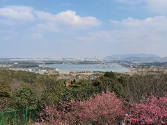 -香雪海