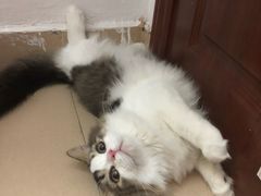 -瑞派动物医院·绝育·犬猫全科·预防医学(光景江南中店)