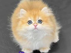 -70cat德文卷毛猫·缅因猫纯种猫舍
