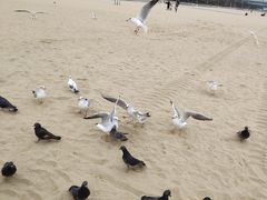 -海云台海滩