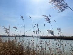 -盐城丹顶鹤湿地生态旅游区