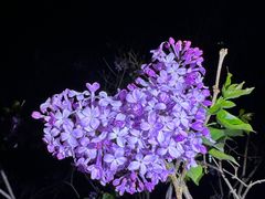 -海棠花溪(元大都城垣遗址公园)