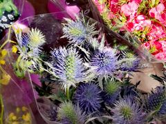 -宝鸡东道花鸟鱼虫市场(吉利花园商场店)