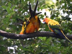 -广州长隆野生动物世界