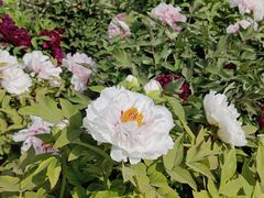 -莲花池公园