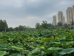 -前关湿地公园