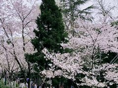 -武汉大学-樱园