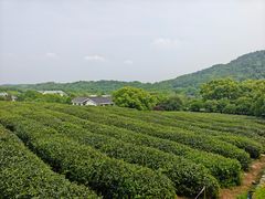 -中国茶叶博物馆(双峰馆区)