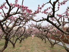 -桃花岛景观公园
