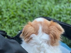 -瑞鹏宠物医院·微创内窥镜·骨外科·牙科(翠竹分院)