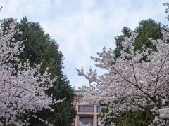 -武汉大学-樱园
