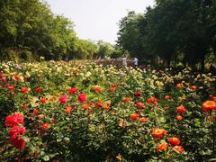-鹅湖玫瑰文化园