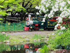 -上海共青森林公园