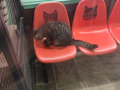 -猫咪博物馆(顶澳仔猫街店)