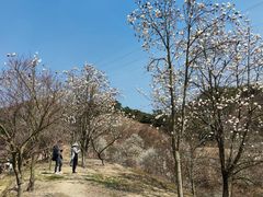 -新建村梅花