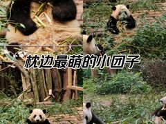 -成都大熊猫繁育研究基地