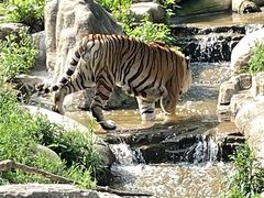 -大连森林动物园