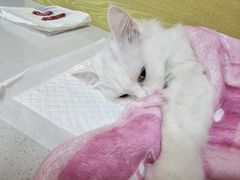 -中农大我爱我爱动物医院·核磁CT·猫病·24小时夜诊中心(石佛营店)