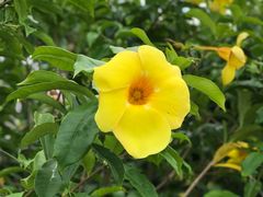 -三亚湾红树林度假世界(木棉酒店)