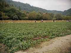 -八卦田遗址公园