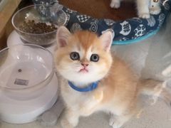 -糯米喵星人总部直营旗舰店·猫舍·幼猫出售