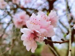 -白塘生态植物园