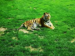 -北京野生动物园