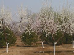 花-永定河休闲森林公园