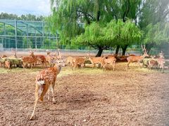 -北京麋鹿生态实验中心