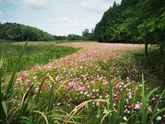 -溱湖国家湿地公园