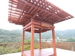 -银湖山郊野公园-相思林