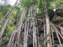 -中国科学院西双版纳热带植物园