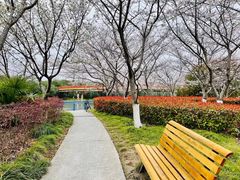-高东镇樱花园