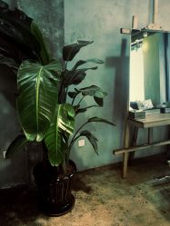 点击看大图 -Some Hair