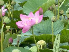 -茯茶镇
